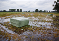 Hochwasser überschwemmt eine Grünfläche
